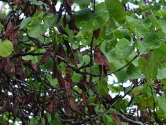 Cercis chinensis