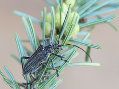 Oxymirus cursor