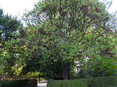 Cercis chinensis