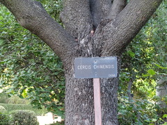 Cercis chinensis