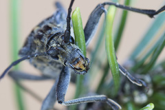 Oxymirus cursor