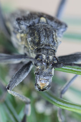 Oxymirus cursor