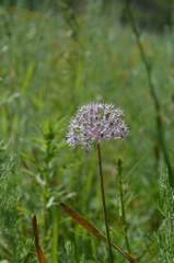 Allium vvedenskyanum