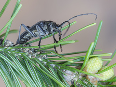 Oxymirus cursor