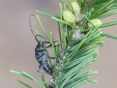 Oxymirus cursor