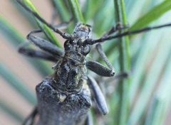 Oxymirus cursor