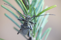 Oxymirus cursor