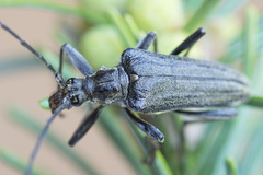 Oxymirus cursor