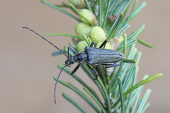 Oxymirus cursor