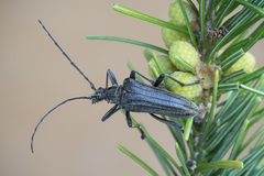 Oxymirus cursor