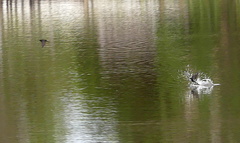 Psalidoprocne pristoptera