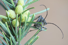 Oxymirus cursor