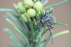 Oxymirus cursor