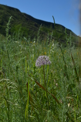 Allium vvedenskyanum