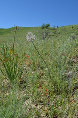Allium vvedenskyanum