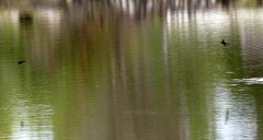 Psalidoprocne pristoptera