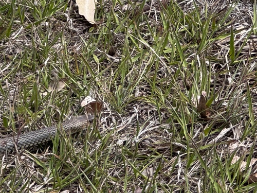 Eastern Brown Snake sighting