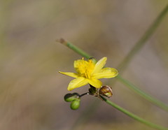 Tricoryne