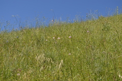 Allium vvedenskyanum