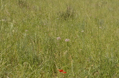 Allium vvedenskyanum