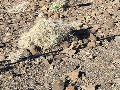 Bucanetes githagineus