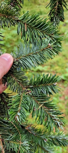Hickel's fir (Abies hickelii)