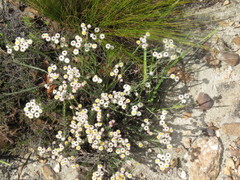 Achyranthemum paniculatum