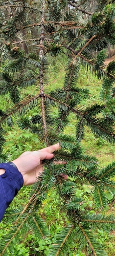 Abies hickelii, photograph 2