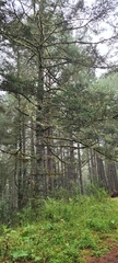 Abies hickelii, photograph (c) Konshau Duman, some rights reserved (CC BY)
