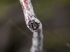 Araneus grossus