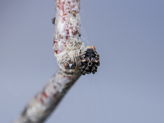 Araneus grossus