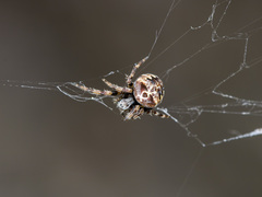 Araneus grossus