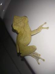 Polypedates cruciger