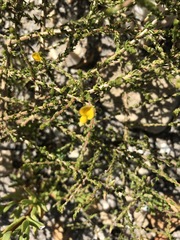 Aspalathus microphylla