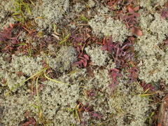 Hylotelephium maximum ruprechtii