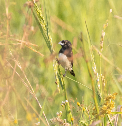 Black-and-white Mannikin (Spermestes bicolor), photo 10
