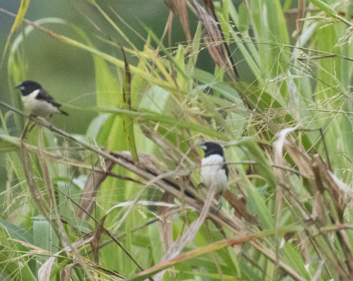 Magpie Mannikin (Spermestes fringilloides), photo 7
