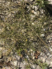 Aspalathus microphylla