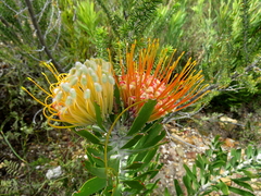 Leucospermum erubescens