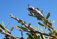 Neolycoreus corpulentus