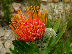 Leucospermum erubescens