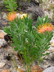 Leucospermum erubescens