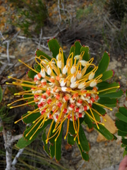 Leucospermum erubescens