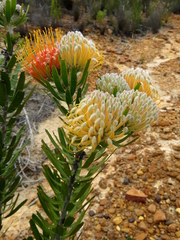 Leucospermum erubescens