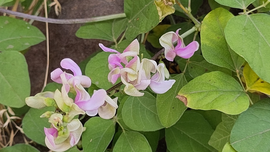 Vatovaea
