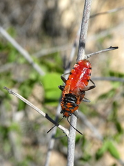 Spilostethus pandurus asiaticus