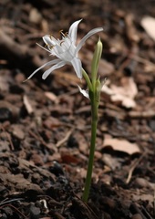 Pancratium triflorum