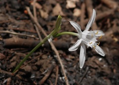 Pancratium triflorum