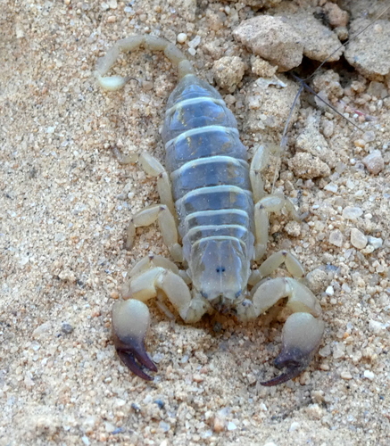Palaeocheloctonus pauliani