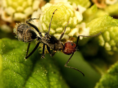 Camponotus rufoglaucus